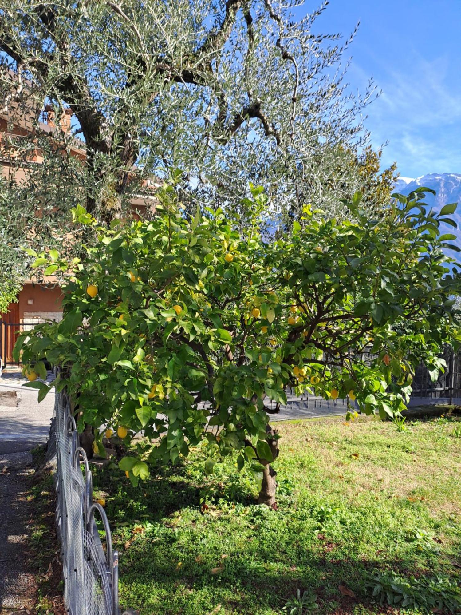 Oma Margareta Apartment Limone sul Garda Ngoại thất bức ảnh