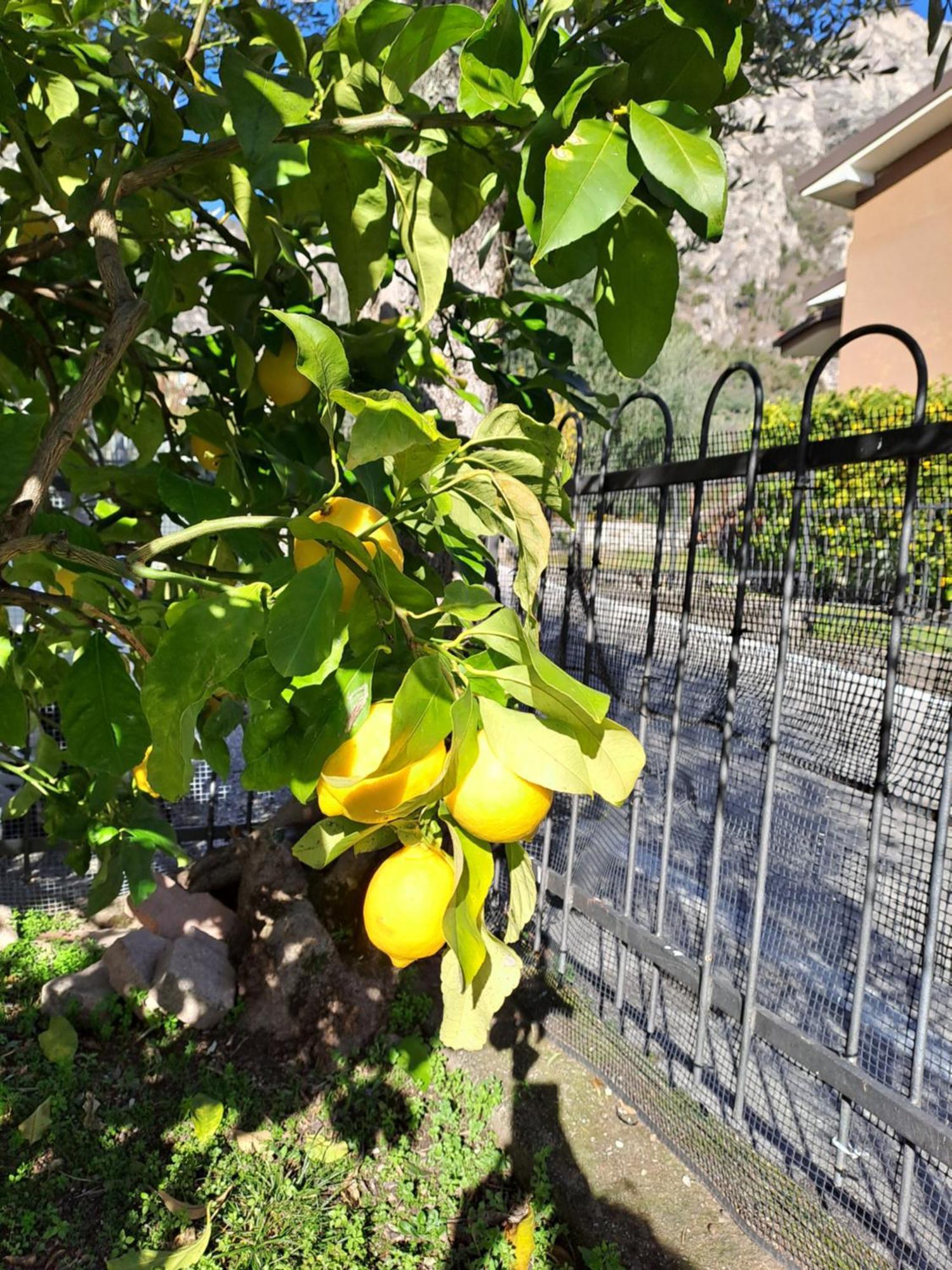 Oma Margareta Apartment Limone sul Garda Ngoại thất bức ảnh